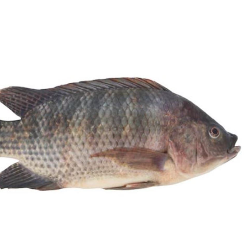 Poisson tilapia
