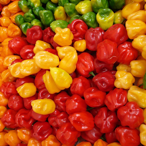Piment Habanero Scotch Bonnet - Ata Rodo épicé