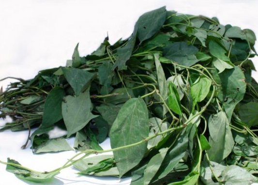 Feuilles d'Utazi fraîches