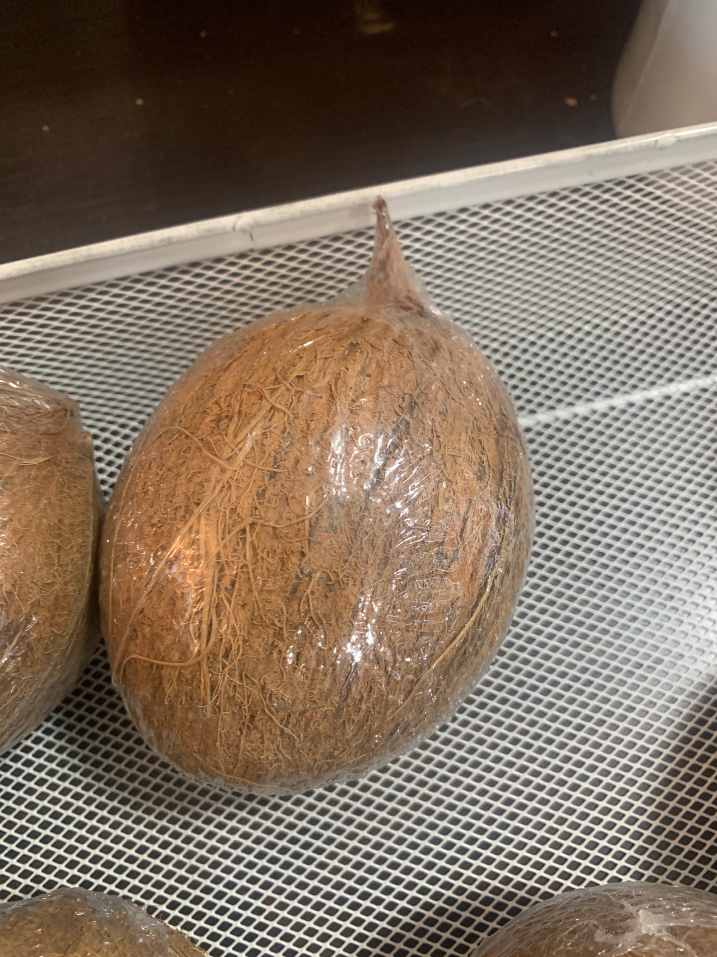 Nigerian African Coconut