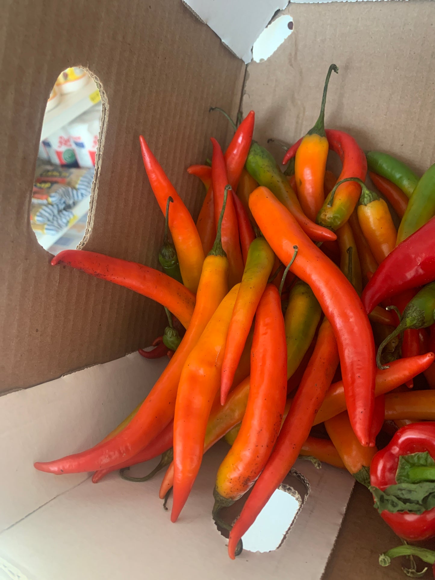 Hot Long chilli Red and green Cayenne peppers - Fresh - 1lb