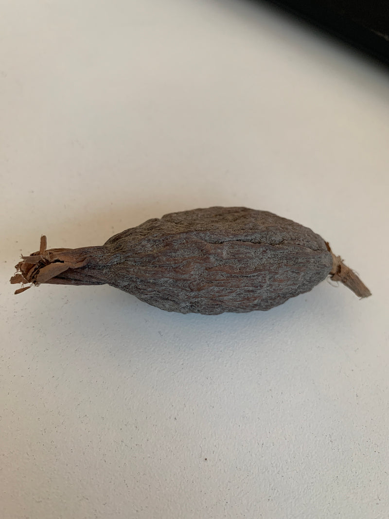 Piment alligator (Ata Re)