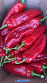 Poivrons rouges savoureux (Tatase Original) - 1 lb