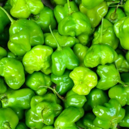 1 lb Green Ayamase hot and spicy Ata Rodo - Habanero scotch bonnet Pepper - 1 lb