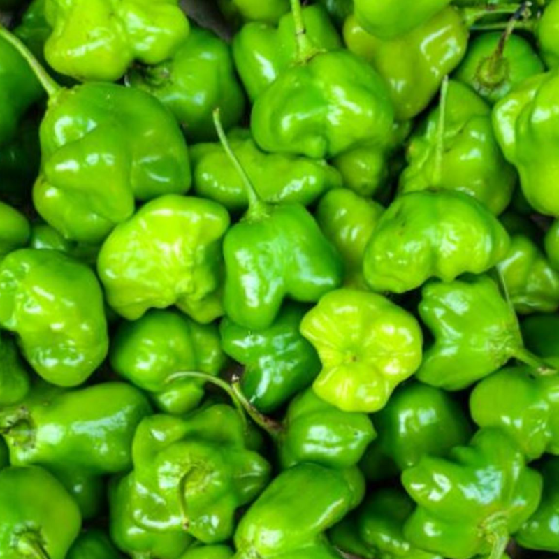 1 lb d'Ayamase vert épicé et piquant Ata Rodo - Piment Habanero Scotch Bonnet - 1 lb