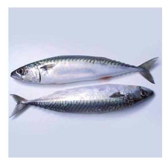 Fresh Titus Mackerel Fish - 2 pieces