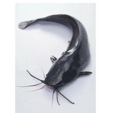 Poisson-chat géant nigérian de grande taille