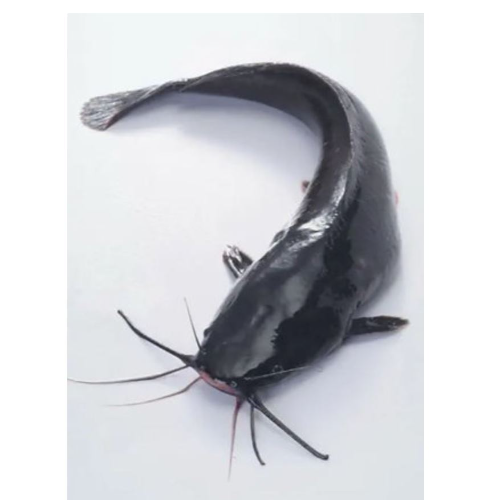 Poisson-chat géant nigérian de grande taille