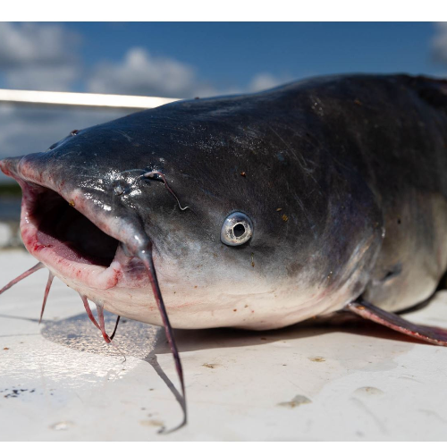 Nigerian Jumbo Catfish Big Size