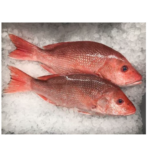 Caribbean Tasty Red Snapper Fish - 2 pieces