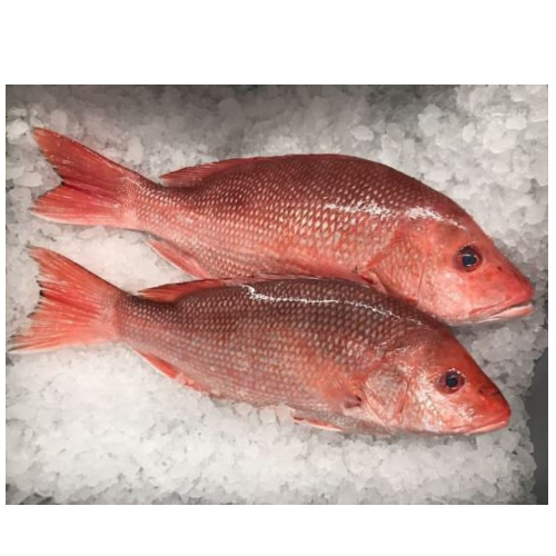 Poisson vivaneau rouge savoureux des Caraïbes - 1 gros poisson