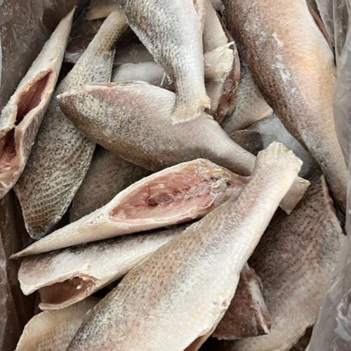 Boîte de poisson croaker