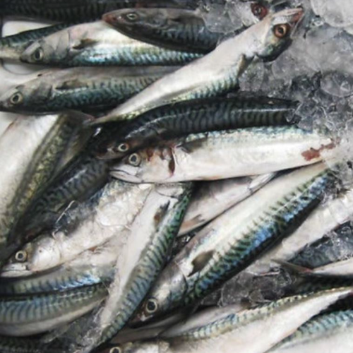 Box of Mackerel Fish - (Titus Fish) – Mile 12 African Store