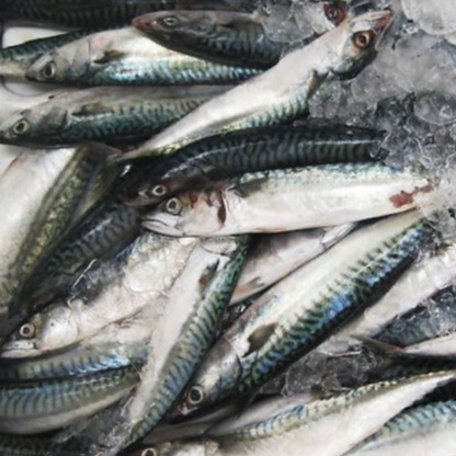 Box of Mackerel Fish - (Titus Fish)