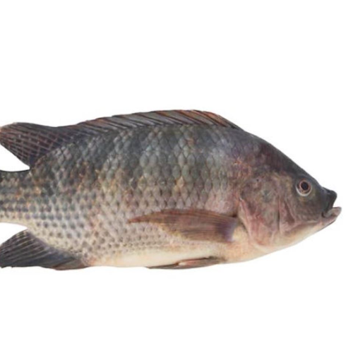 Tilapia Fish