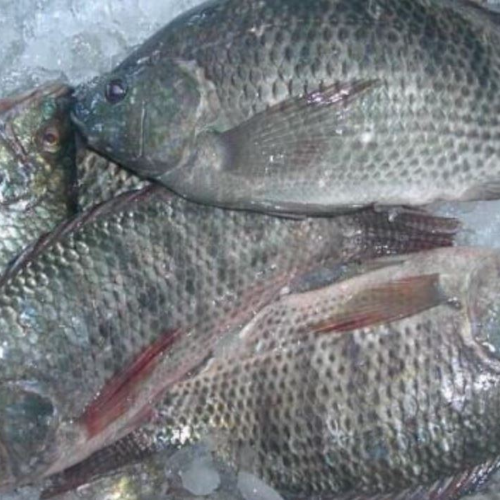 Tilapia Fish