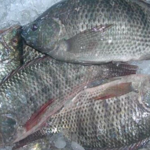 Poisson tilapia