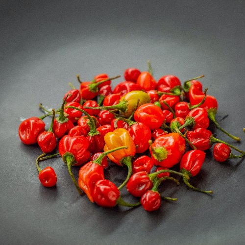 Hot and spicy Ata Rodo - Habanero Scotch bonnet Pepper