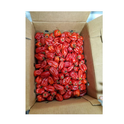 Hot and spicy Ata Rodo - Habanero Scotch bonnet Pepper