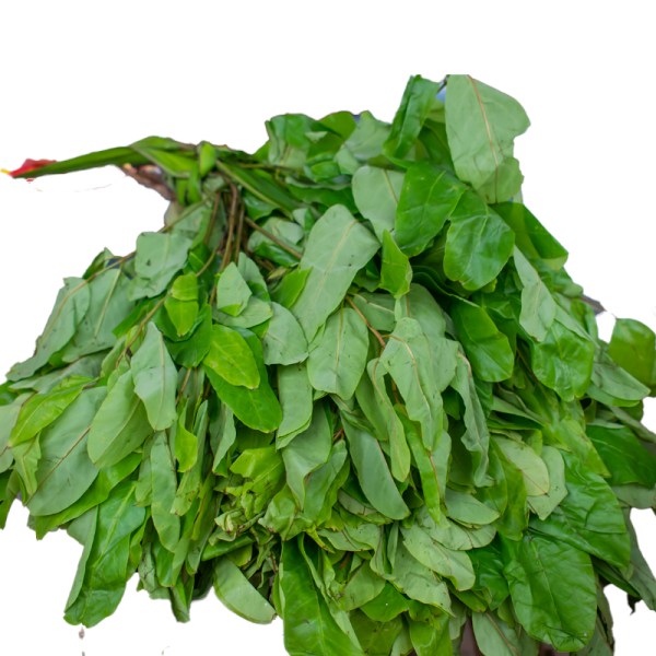 Fresh Oha Leaves
