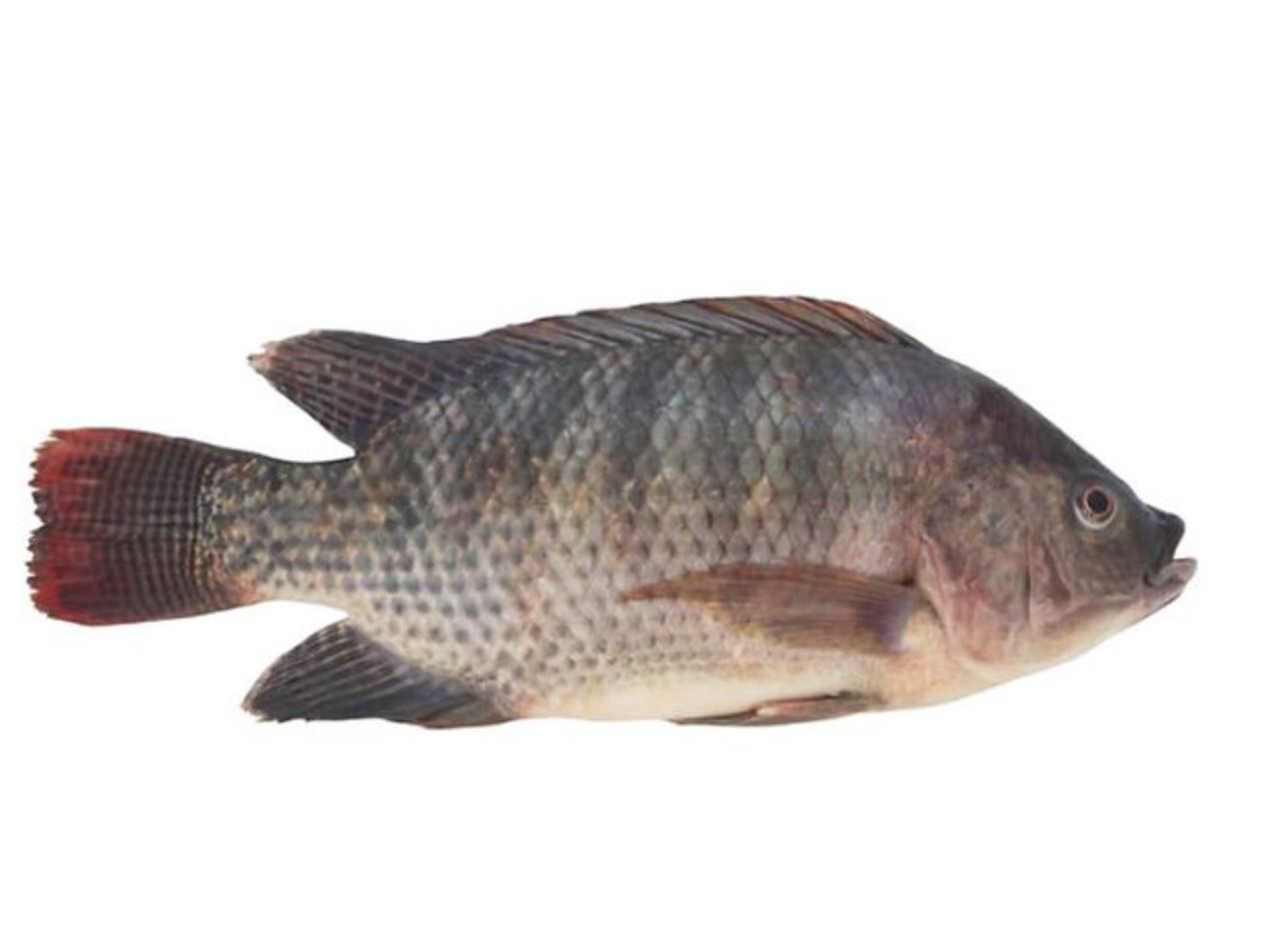 Tilapia Fish