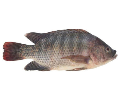 Tilapia Fish