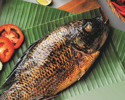 Tilapia Fish